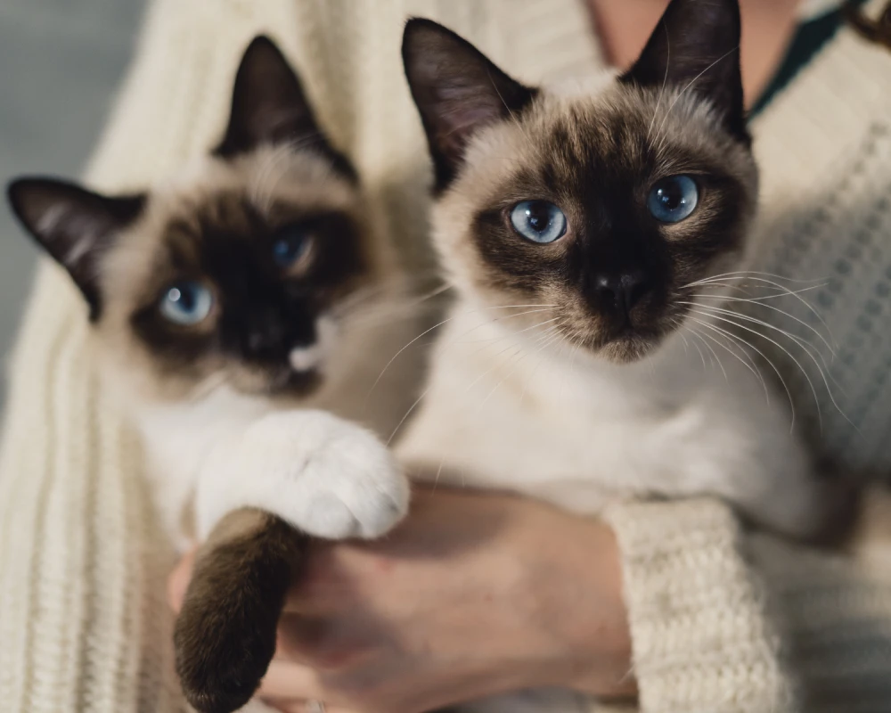 best automatic cat feeder with camera