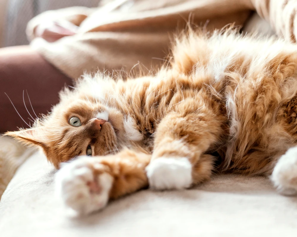 automatic cat feeder with camera