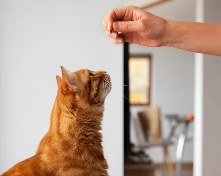 pet food dispenser automatic